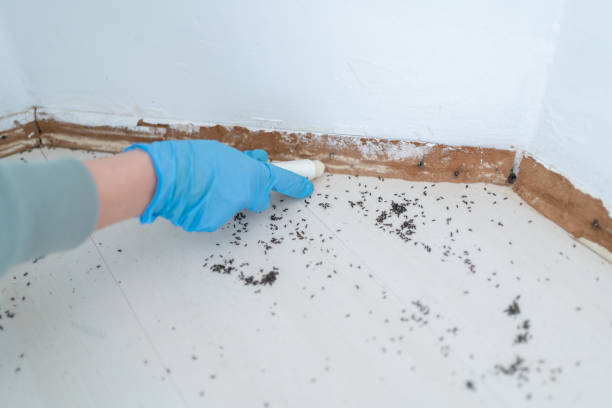 Best Emergency Pest Control  in East Niles, CA