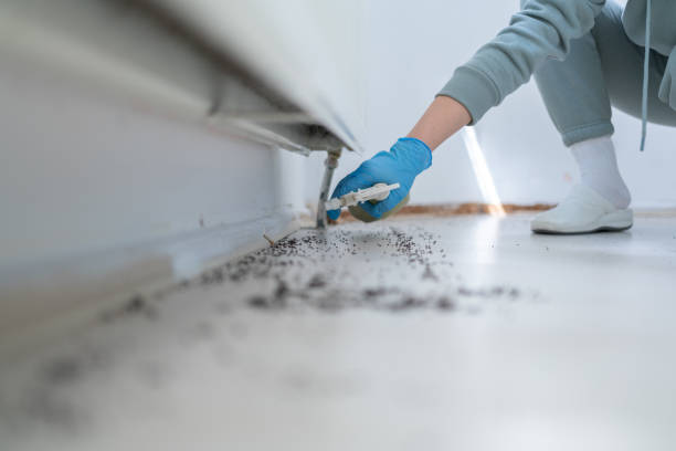 Flea Control Services in East Niles, CA